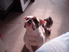 Bulldog Foto: Bitte bitte bitte bitte..... (ID 41024) Bulldog Hund