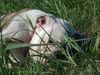 Bulldog Foto: relax!! take it easy... (ID 41023) Bulldog Hund