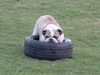 Bulldog Foto: mein SPIELZEUG (ID 22174) Bulldog Hund