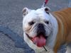 Bulldog Foto: Dascha (ID 43539) Bulldog Hund