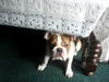 Bulldog Foto: Unsere Süsse (ID 41586) Bulldog Hund
