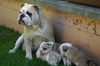 Bulldog Foto: Yacuma und ihre Kinder Juni 05 (ID 24912) Bulldog Hund