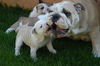 Bulldog Foto: Yacuma und ihre Kinder2 Juni 05 (ID 24913) Bulldog Hund