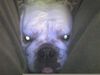 Bulldog Foto: Kuckkuck, ich bins Dascha (ID 40554) Bulldog Hund