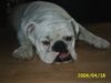 Bulldog Foto: A fada Tog (ID 10808) Bulldog Hund