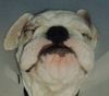 Bulldog Foto: Emely knapp 6mon. (ID 10921) Bulldog Hund