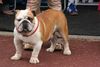Bulldog Foto (ID 21077) Bulldog Hund