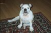 Bulldog Foto: Neues Foto von Nena 2 (ID 7041) Bulldog Hund