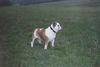 Bulldog Foto: Neues Foto von Nena (ID 7040) Bulldog Hund