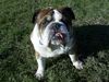 Bulldog Foto (ID 19960) Bulldog Hund