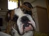 Bulldog Foto (ID 36274) Bulldog Hund