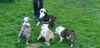 Bulldog Foto: Hundebande vom Georgshof (ID 21360) Bulldog Hund