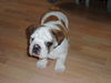 Bulldog Foto: 2 Monate,Rocky (ID 29422) Bulldog Hund