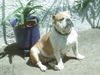 Bulldog Foto: Eng Bulldogge 6 Jahre alt Happy Baby Grace Bull vom Baumgarten (ID 17062) Bulldog Hund