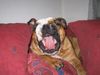 Bulldog Foto: Halloween Lisa (ID 6458) Bulldog Hund