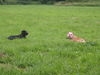 Bulldog Foto: Anton mit seiner besten Freundin Lotta (ID 35547) Bulldog Hund