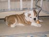Bulldog Foto: Nero 7 Wochen (ID 23836) Bulldog Hund