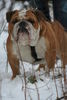 Bulldog Foto: Schnee ist so kalt! (ID 43793) Bulldog Hund