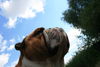 Bulldog Foto: Ich bin der Willi (ID 42519) Bulldog Hund