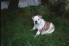 Bulldog Foto: Nena unsere Englische Bulldogge (ID 4782) Bulldog Hund