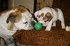 Bulldog Foto: Bulldog babys (ID 19844) Bulldog Hund