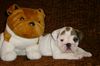 Bulldog Foto: Englische Bulldogge (ID 19736) Bulldog Hund