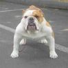 Bulldog Foto (ID 4831) Bulldog Hund