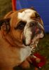 Bulldog Foto: Lisa Bulldog (ID 6457) Bulldog Hund