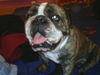 Bulldog Foto: Bin aus der Puste (ID 30128) Bulldog Hund