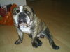 Bulldog Foto (ID 30127) Bulldog Hund