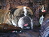 Bulldog Foto: Ein Bier in ehren darf man nicht verwehren (ID 30109) Bulldog Hund