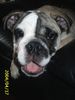 Bulldog Foto: Ätschh! Mein Stuhl (ID 10809) Bulldog Hund