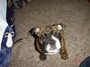 Bulldog Foto (ID 26746) Bulldog Hund