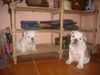 Bulldog Foto: Welcome (ID 37400) Bulldog Hund