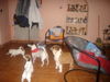 Bulldog Foto: Welcome (ID 37399) Bulldog Hund