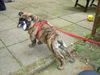 Bulldog Foto: Loooos jetzt!!! (ID 26748) Bulldog Hund