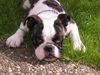 Bulldog Foto: Benny Bulldog 6 Monate alt (ID 18595) Bulldog Hund