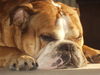 Bulldog Foto: der Sam (ID 32566) Bulldog Hund