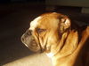 Bulldog Foto: Sam (ID 32587) Bulldog Hund