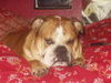 Bulldog Foto: Sam (ID 32590) Bulldog Hund