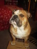 Bulldog Foto: Sam (ID 32586) Bulldog Hund