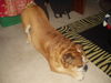 Bulldog Foto: Sam (ID 32588) Bulldog Hund