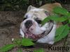 Bulldog Foto (ID 15455) Bulldog Hund