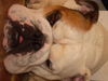 Bulldog Foto: OLIVER (ID 39258) Bulldog Hund