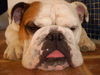 Bulldog Foto: OLIVER (ID 39259) Bulldog Hund