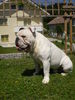 Bulldog Foto: OLIVER (ID 39260) Bulldog Hund