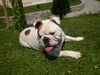 Bulldog Foto: OLIVER (ID 39261) Bulldog Hund