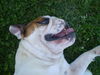 Bulldog Foto: OLIVER,A,B-BH PRUFUNG 95 von 100 punkten!Man kann aus jeder Rasse etwas machen! (ID 39262) Bulldog Hund