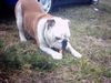 Bulldog Foto: Isa (ID 20263) Bulldog Hund