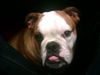 Bulldog Foto: Babette 6,5 M. im Auto (ID 20058) Bulldog Hund